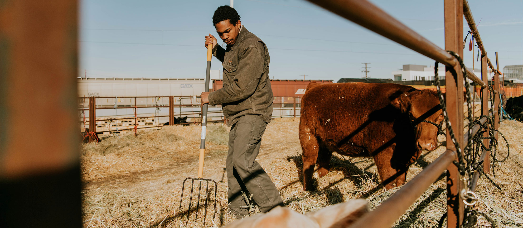 Man uses hay pick to clear out cattle bedding wearing coveralls.